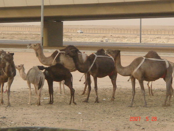 Milking Camels