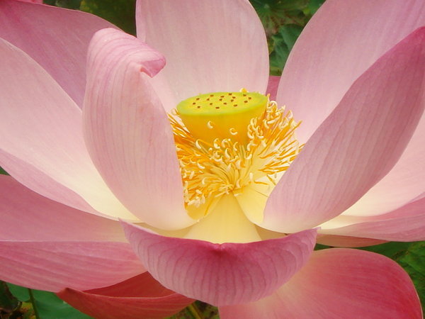 Sunlit Lotus
