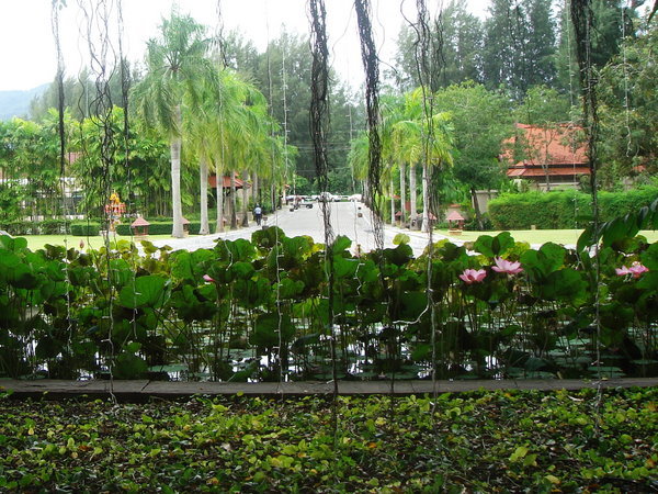 View of Lotus Garden