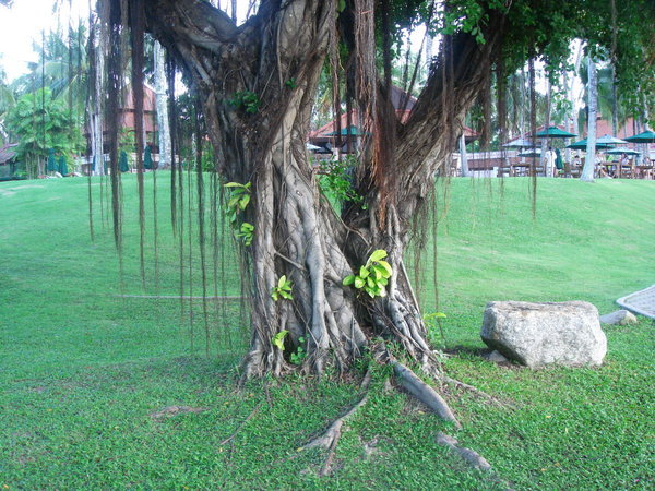 Peaceful Banyan Tree Groves
