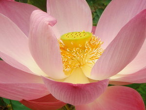 Sunlit Lotus