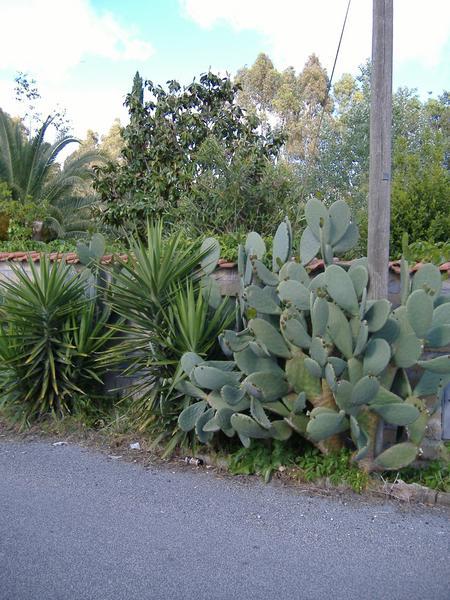 Proof of cactus in Italy