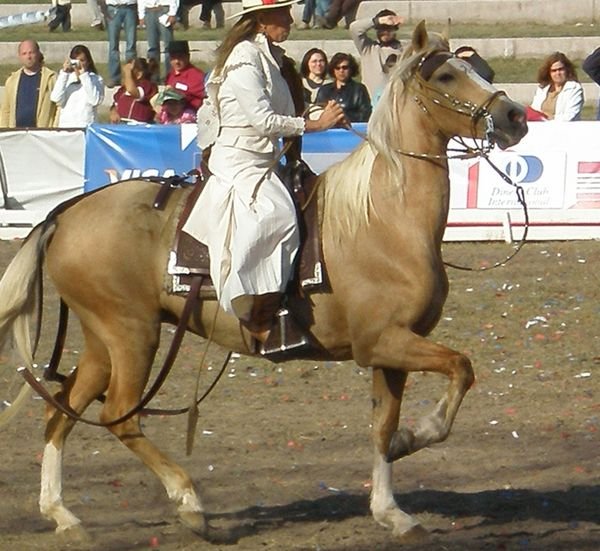 The Peruvian horses