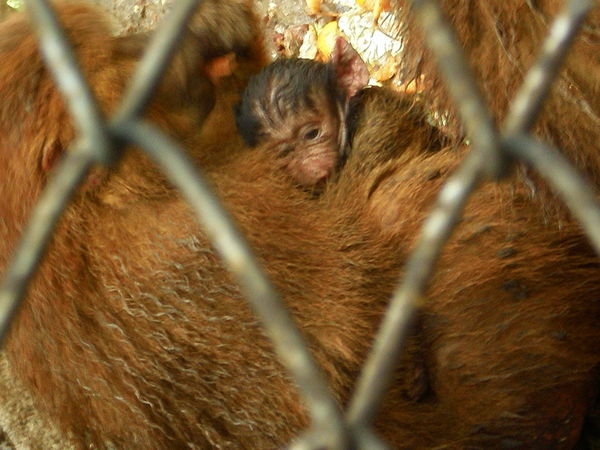 Its hard to see but its a really small baby monkey!!!