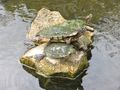 Turtles in Turtle Pond