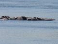 Raft of hippos in the river near Tongabezi