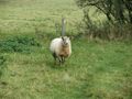 Hiking through sheep fields