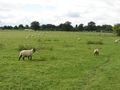Hiking through sheep fields