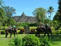 Elephants near Borobudur