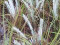 Savannah grass
