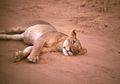 Cub, tuckered out