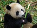 Panda and its sustenance
