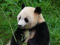 More panda