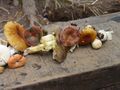 Our mushroom haul