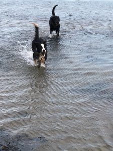 Zulu and Jess try to catch fish.....or rocks!?!? 