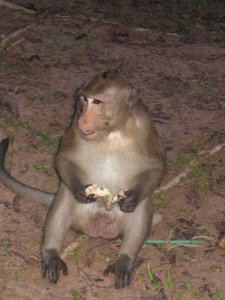 singe - monkey
