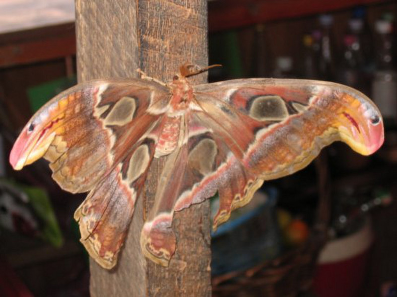 Papillon de nuit - Moth