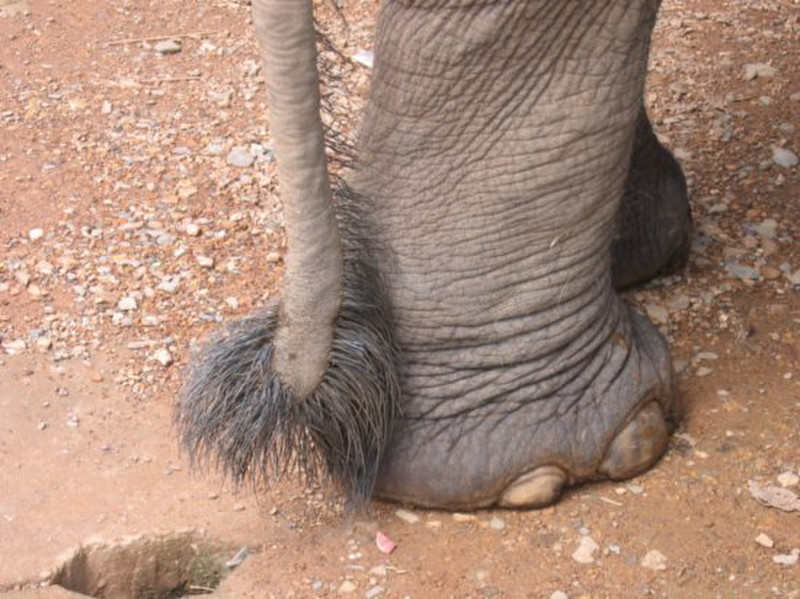 Queu d&#39;elephant - Elephant tail