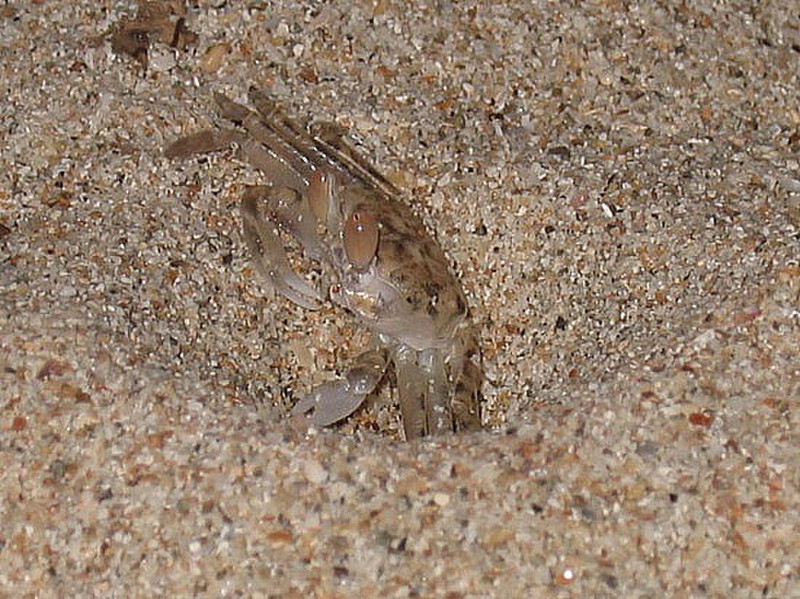 Crabe miniature - Miniature crab