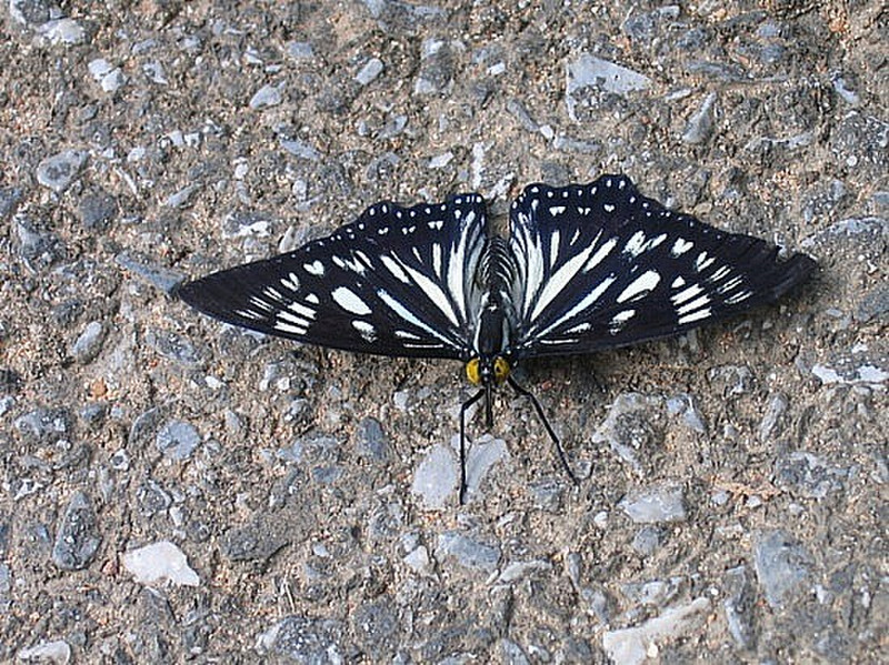 Papillon - Butterfly 2
