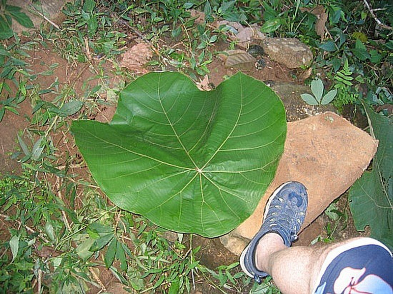 Feuille geante - Gant leaf