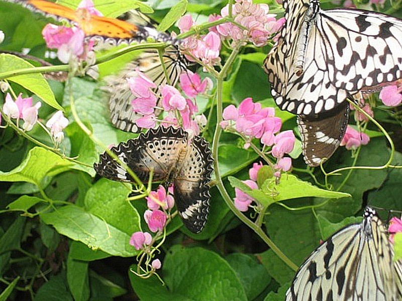 Ferme de papillons - Butterfly farm 1