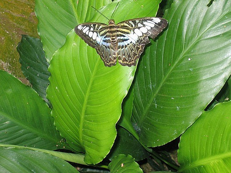 Ferme de papillons - Butterfly farm 2