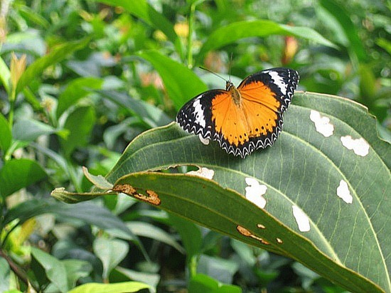 Ferme de papillons - Butterfly farm 4