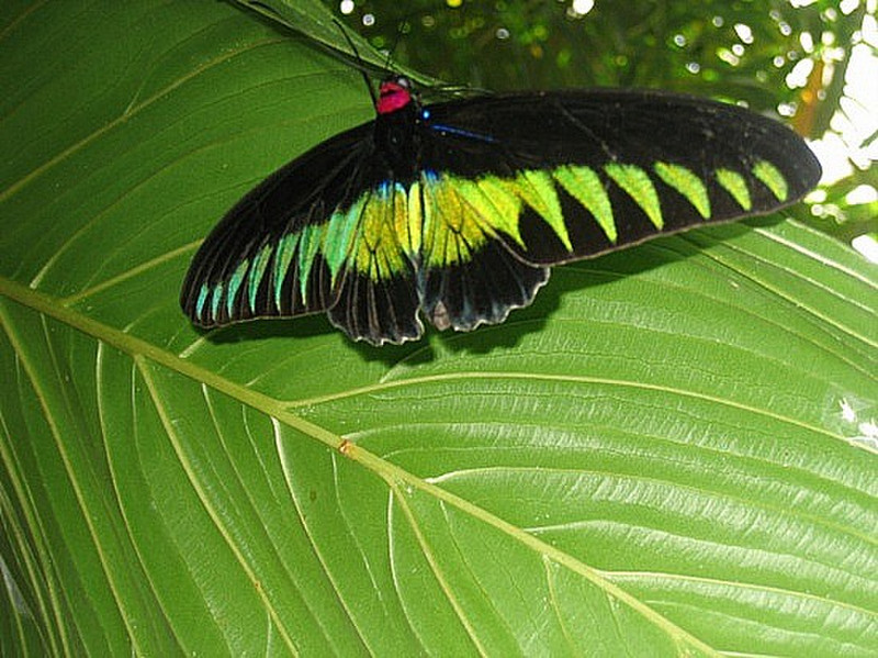 Ferme de papillons - Butterfly farm 8
