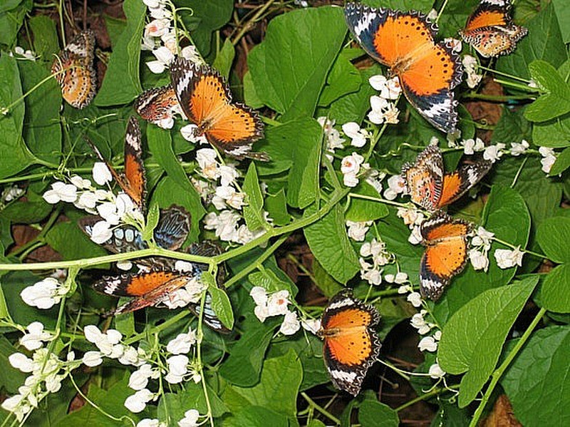 Ferme de papillons - Butterfly farm 9