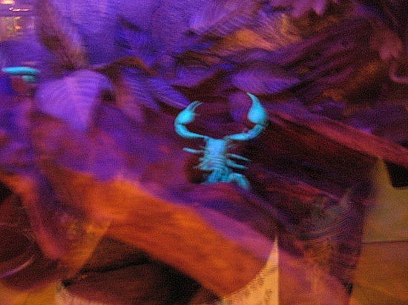 Scorpion flourecent - Flourecent scorpion
