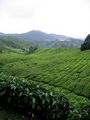 Plantation de the - Tea plantation 2