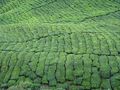 Plantation de the - Tea plantation 14