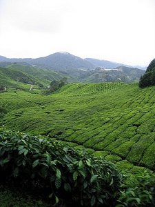 Plantation de the - Tea plantation 2