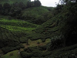Plantation de the - Tea plantation 3