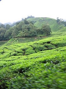 Plantation de the - Tea plantation 4