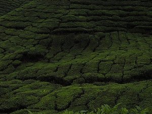 Plantation de the - Tea plantation 5
