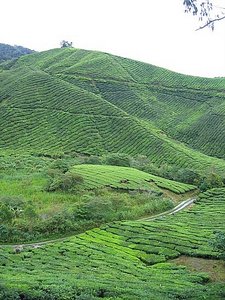 Plantation de the - Tea plantation 8