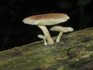Champignon - Mushroom 1