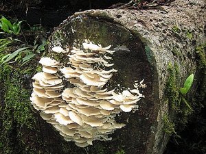 Champignon - Mushroom 2