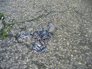 Scorpion mort - Dead scorpion