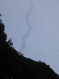 Bat exodus 2