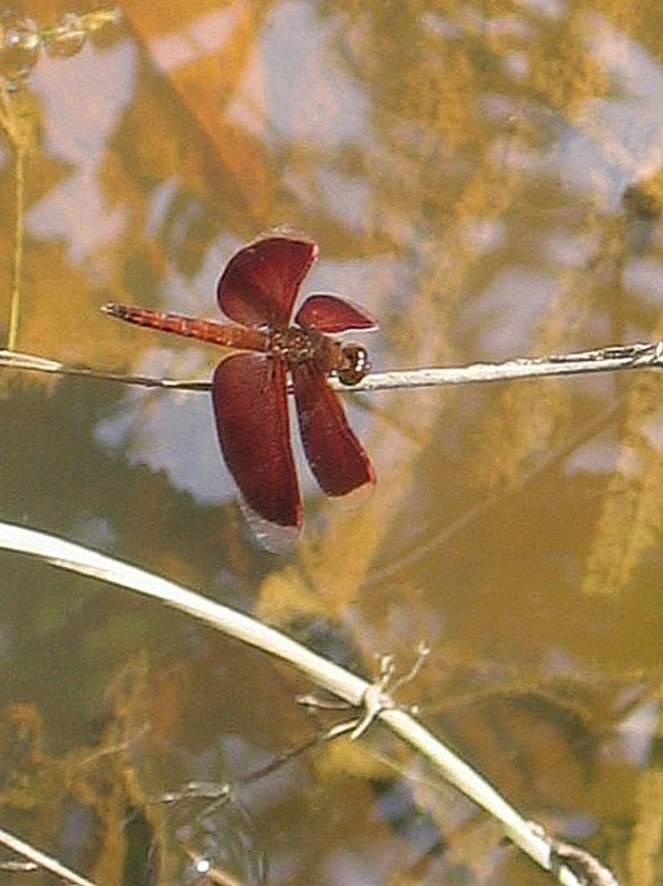 Libellule rouge - Red Dragonfly