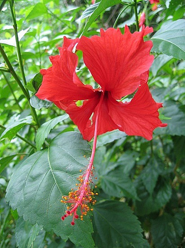 Fleur national - National flower
