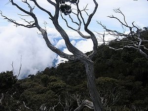 Mt. Kinabalu 15