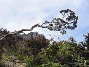 Mt. Kinabalu 16