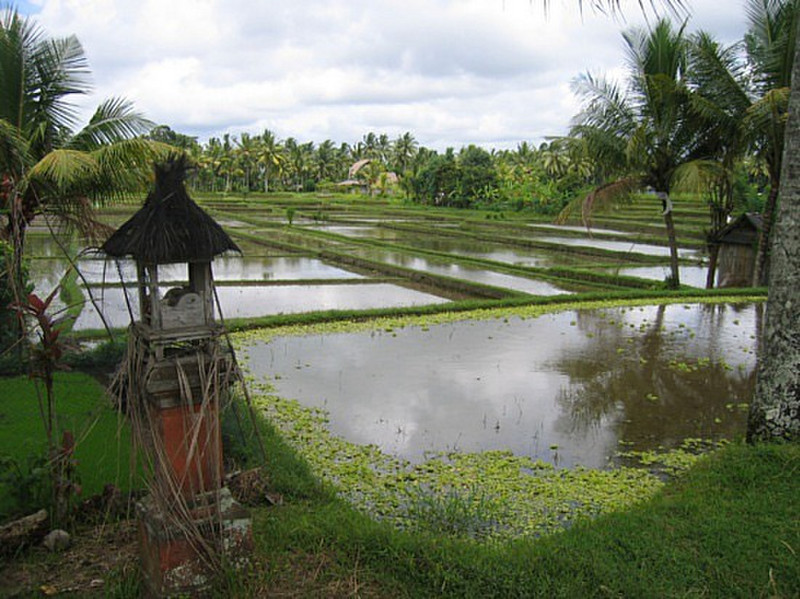 Risiere - Ubud - Rice field 1