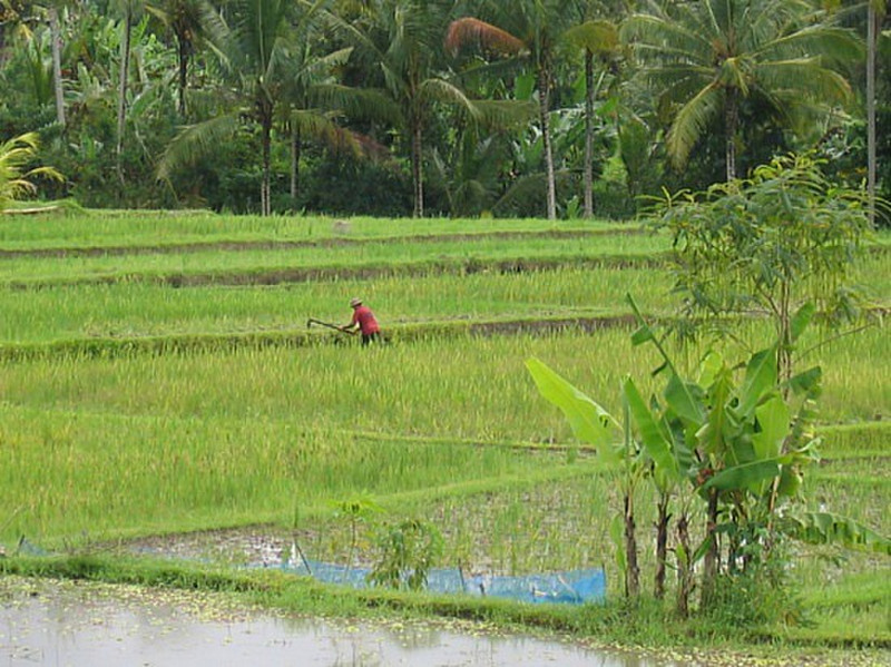 Risiere - Ubud - Rice field 2