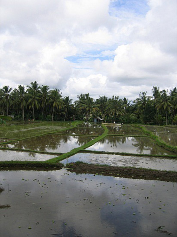 Risiere - Ubud - Rice field 3