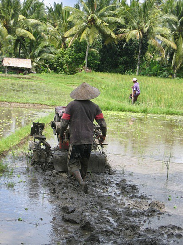 Risiere - Ubud - Rice field 4